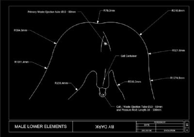 Male Lower Eelements